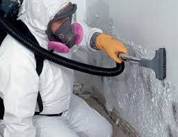 Reliable Edgewater, NJ Mold Removal Solutions